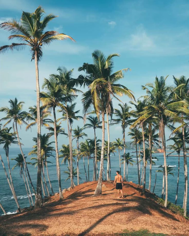 Palm Cove