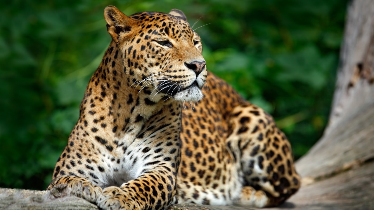 Leopard in Yala National Park